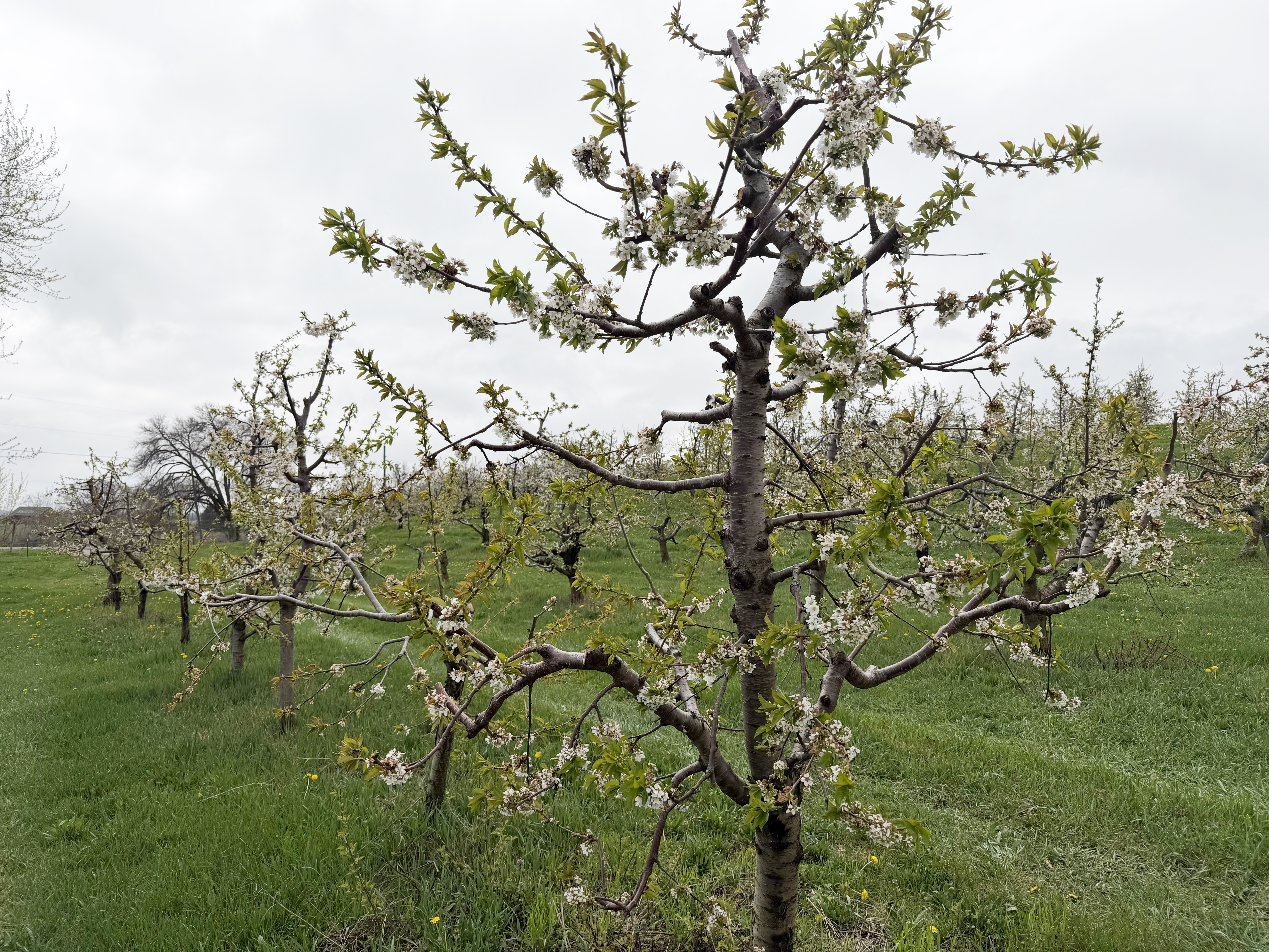 Sweet Cherry 4-22-26_Dan Dick.JPG